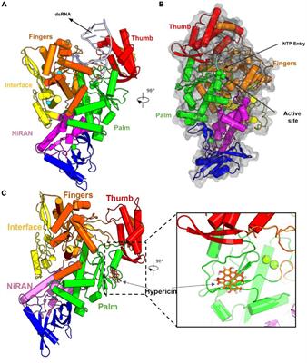 Identification of Hypericin as a Candidate Repurposed Therapeutic Agent for COVID-19 and Its Potential Anti-SARS-CoV-2 Activity